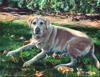 14.	Laney, oil on canvas, 14” x 18”, © 2011